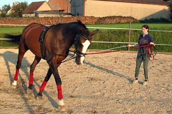 Longeren Ruiter longeert haar paard